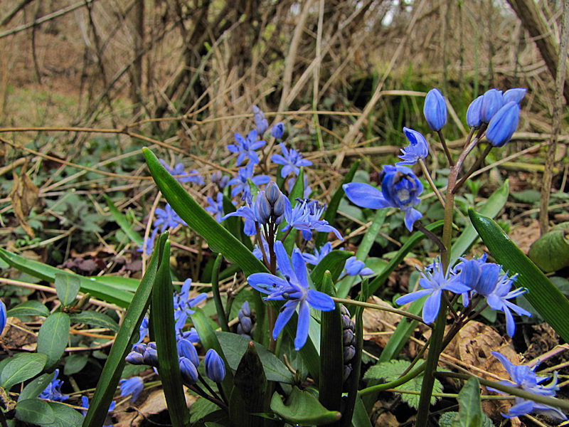 Scilla bifolia / Scilla silvestre